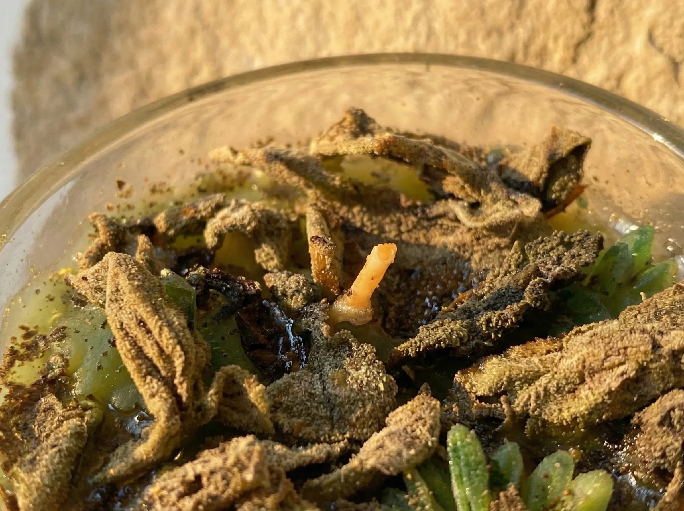 Bougie Artisanale Sauge & Myrrhe - Purification & Harmonie - Essences Agape 99919102