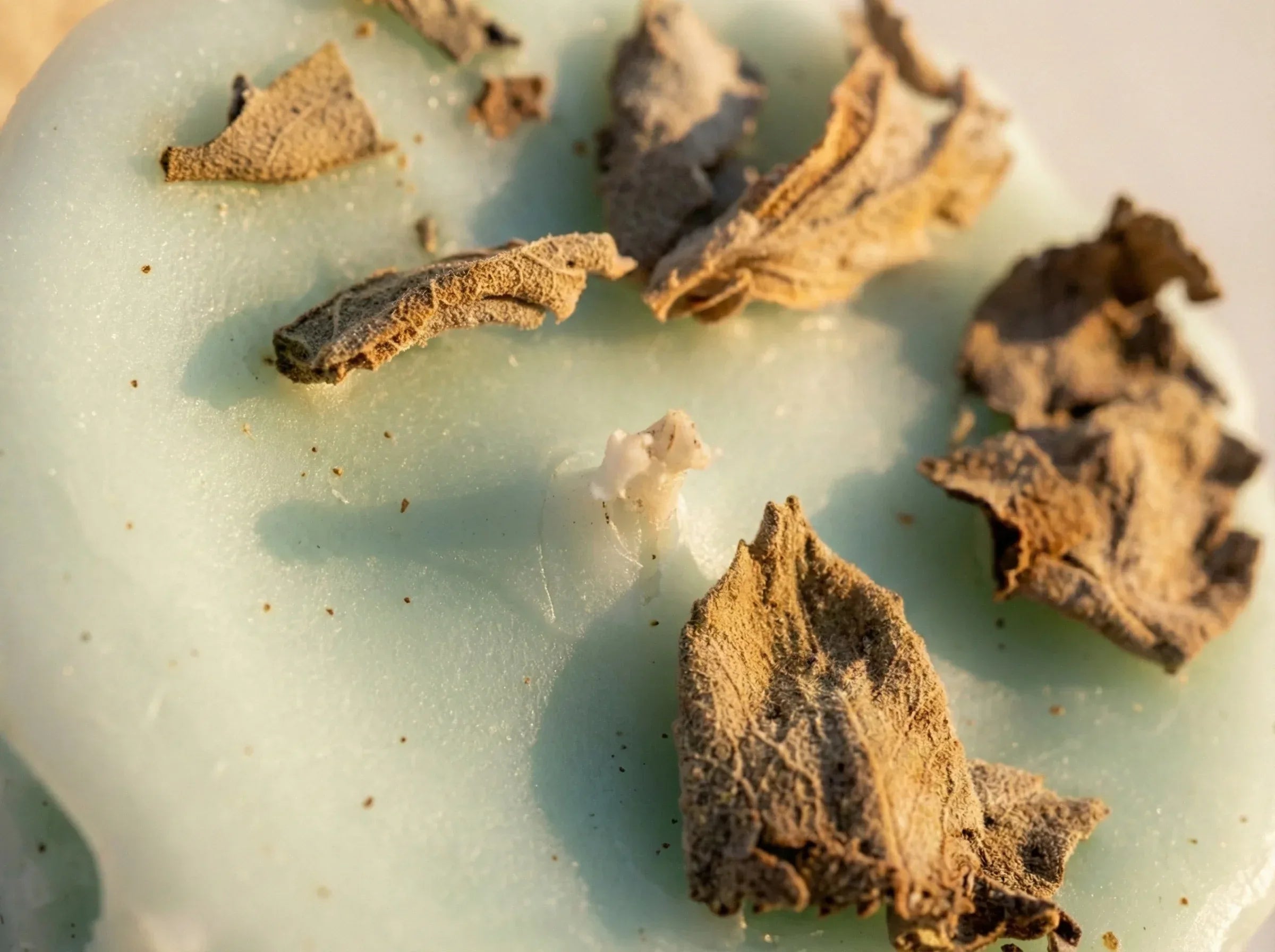 Bougie de Protection Sauge Purifiante - Nettoyage Énergétique - Essences Agape 15123009